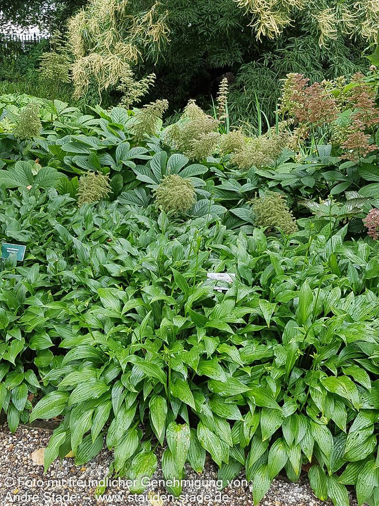 Lanzen-Funkie (Hosta lancifolia)