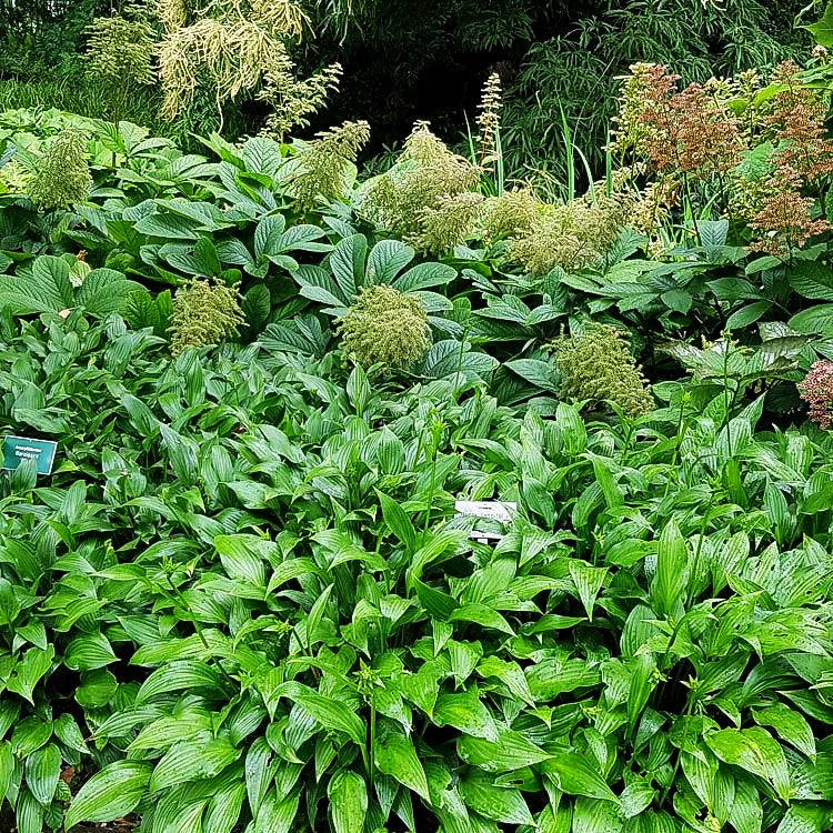 Lanzen-Funkie (Hosta lancifolia)