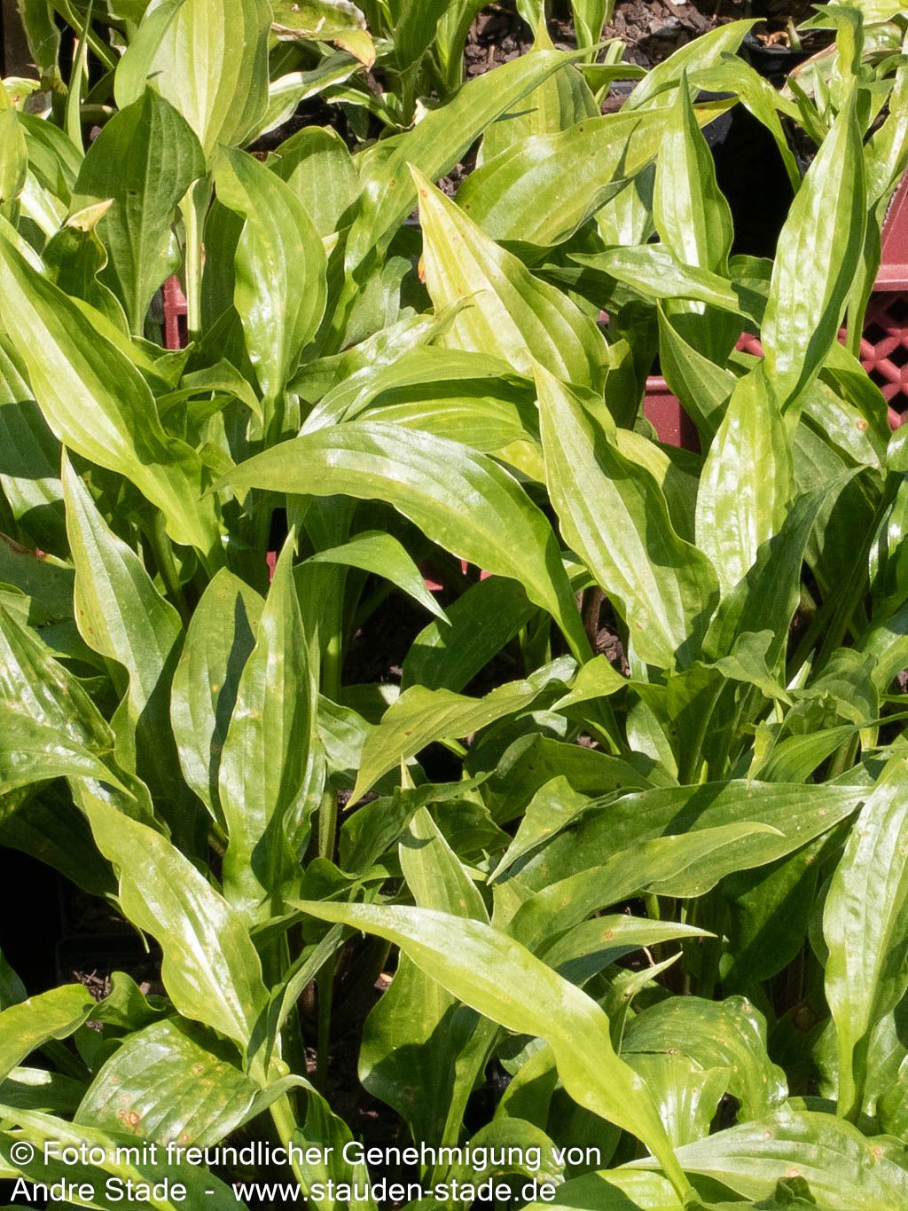 Lanzen-Funkie (Hosta lancifolia)