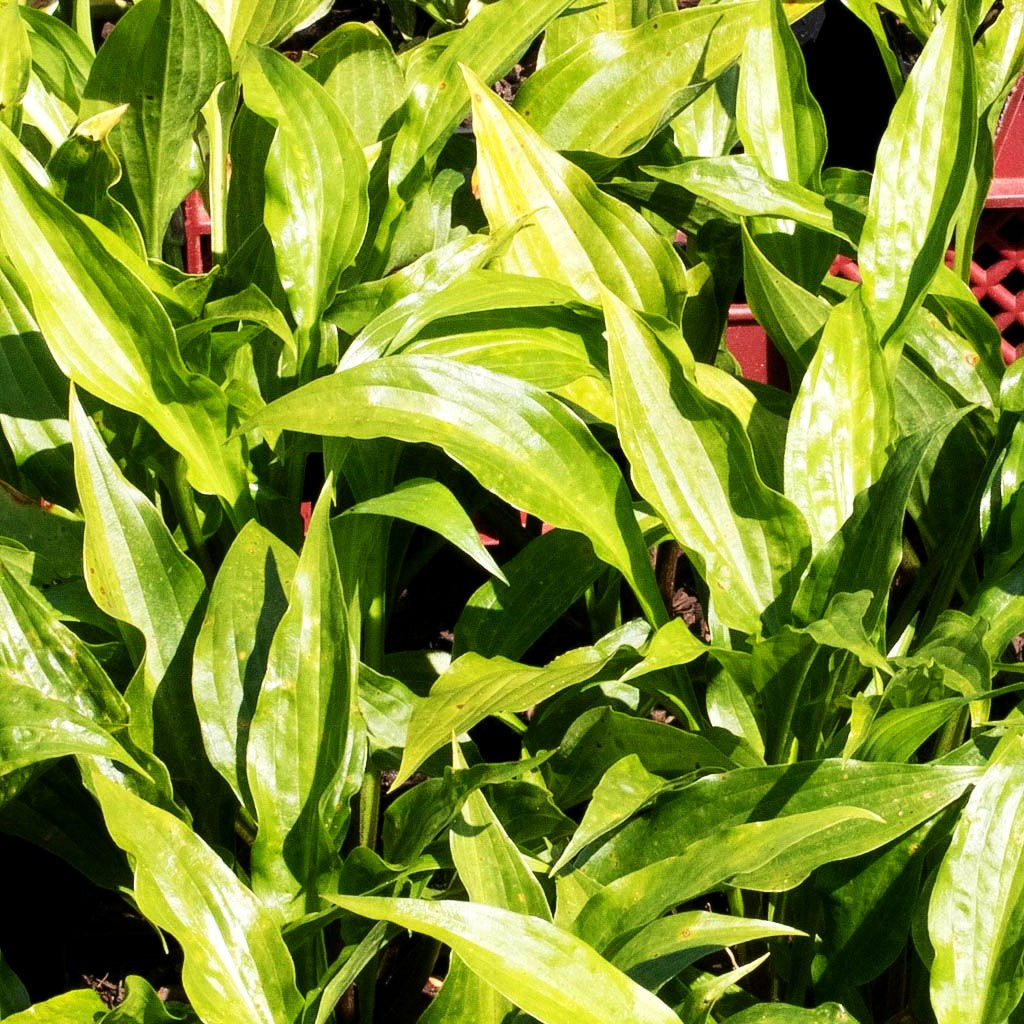 Lanzen-Funkie (Hosta lancifolia)