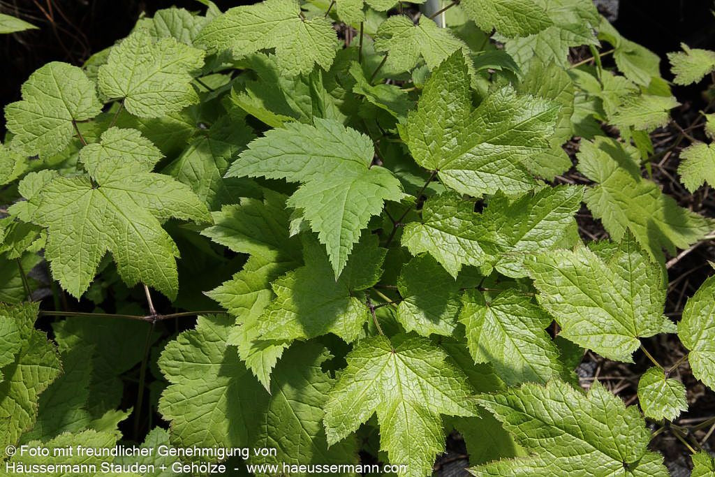 Lanzen-Silberkerze (Cimicifuga racemosa var.cordifolia)