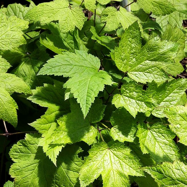 Lanzen-Silberkerze (Cimicifuga racemosa var.cordifolia)