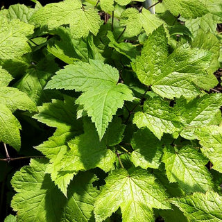 Lanzen-Silberkerze (Cimicifuga racemosa var.cordifolia)