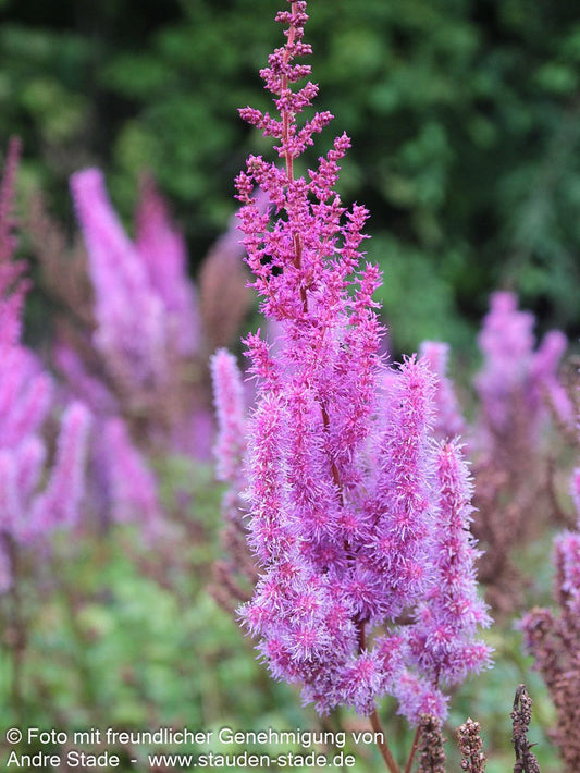 Lanzenspiere 'Purpurlanze' (Astilbe chin.var.taquetii)