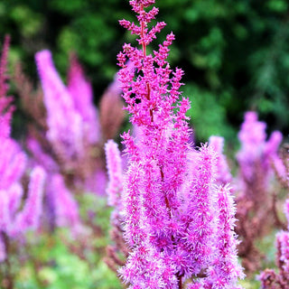 Lanzenspiere 'Purpurlanze' (Astilbe chin.var.taquetii)