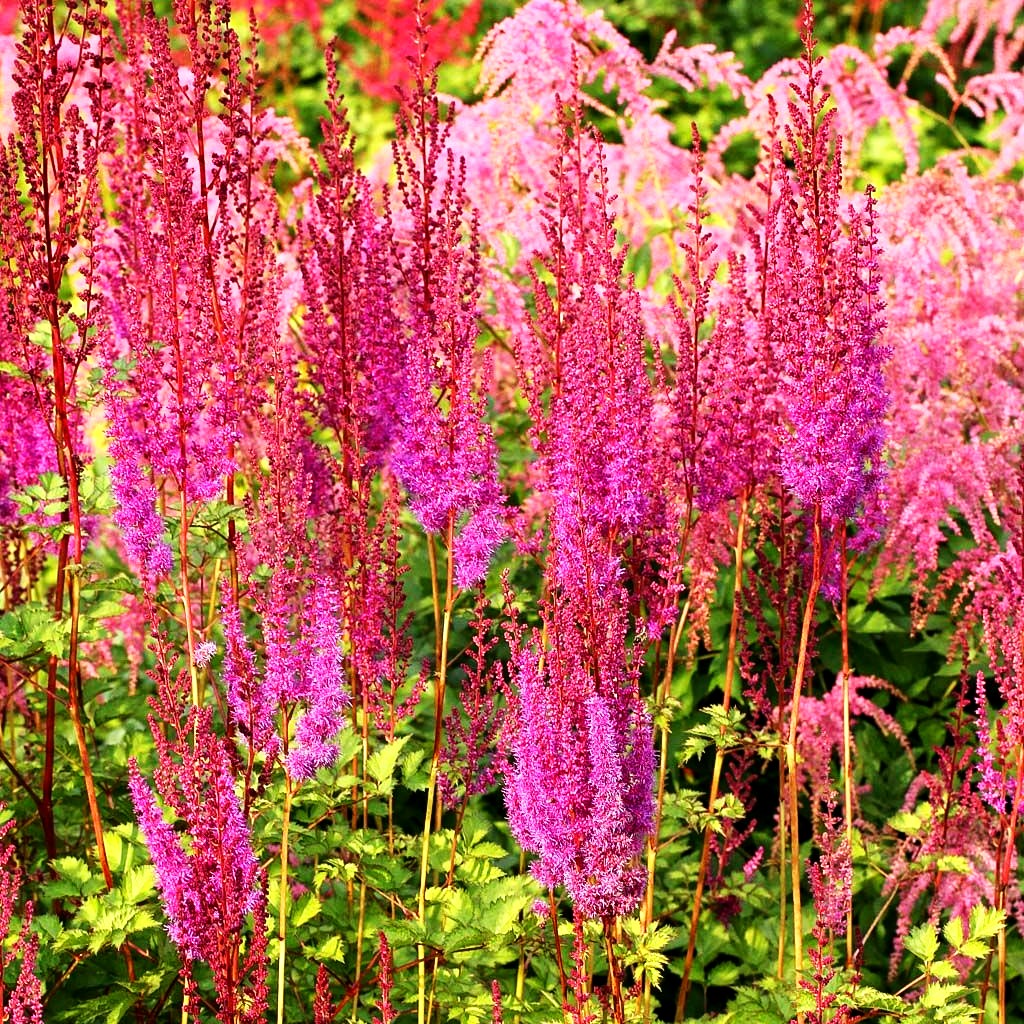 Lanzenspiere 'Purpurlanze' (Astilbe chin.var.taquetii)