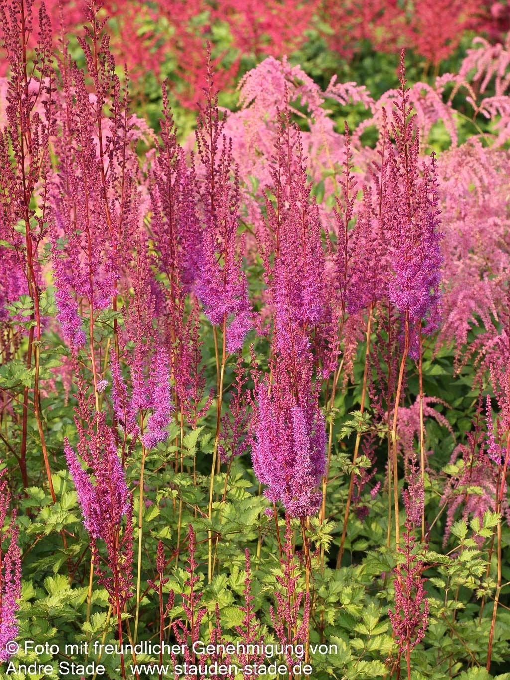 Lanzenspiere 'Purpurlanze' (Astilbe chin.var.taquetii)