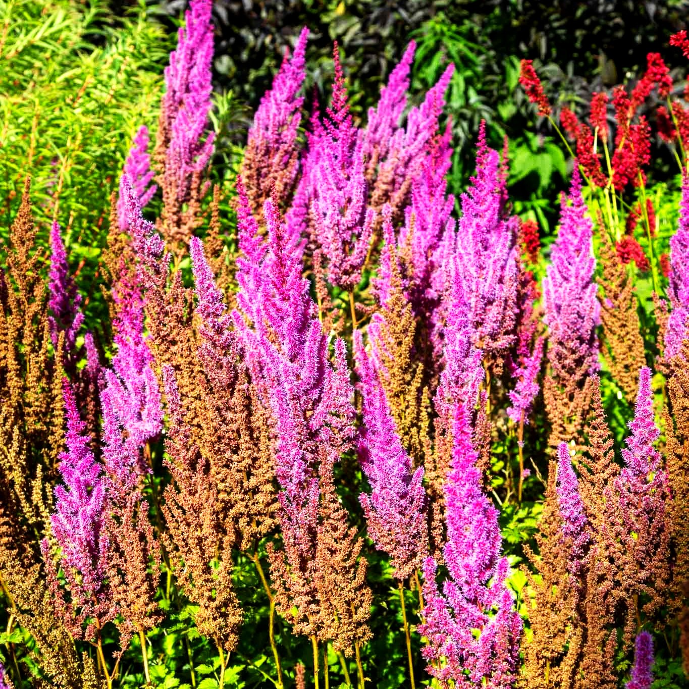 Lanzenspiere 'Purpurlanze' (Astilbe chin.var.taquetii)