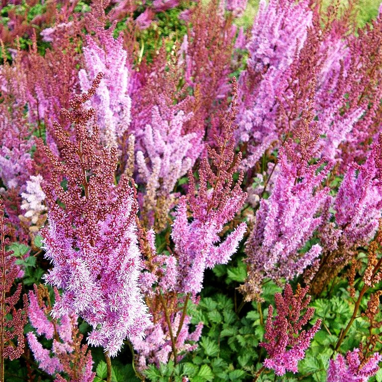 Lanzenspiere 'Purpurlanze' (Astilbe chin.var.taquetii)
