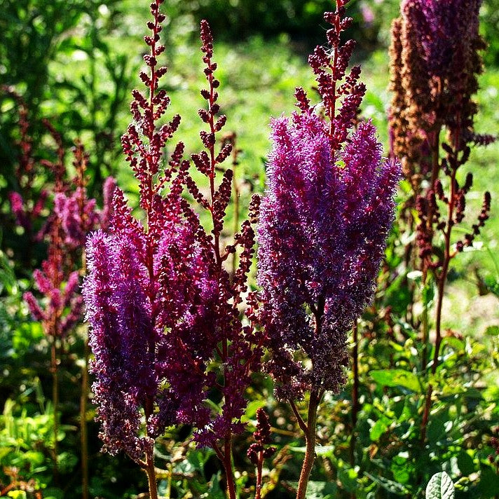 Lanzenspiere 'Purpurlanze' (Astilbe chin.var.taquetii)