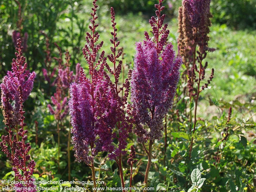 Lanzenspiere 'Purpurlanze' (Astilbe chin.var.taquetii)