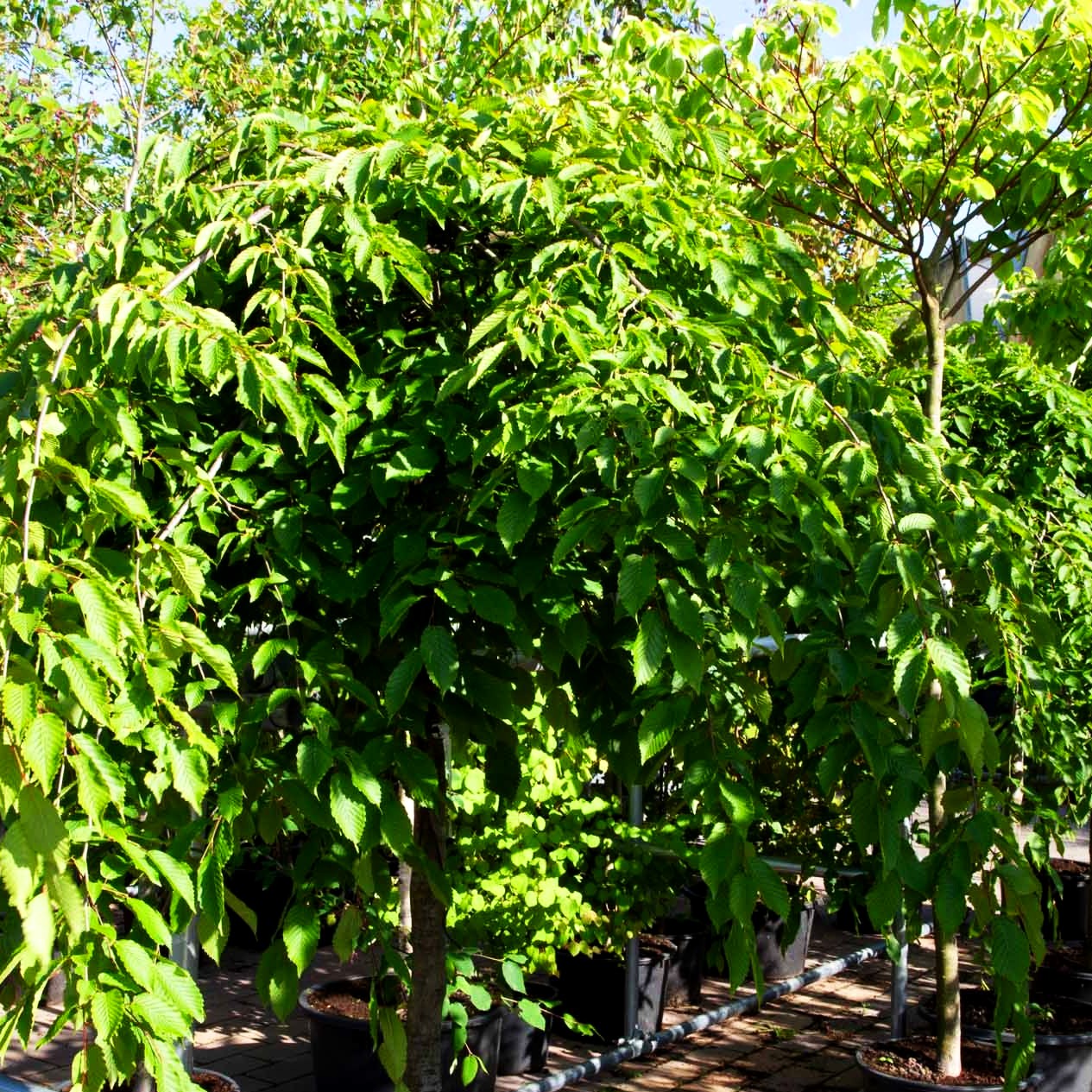 Lauben-Hainbuche 'Horizontalis' (Carpinus betulus)