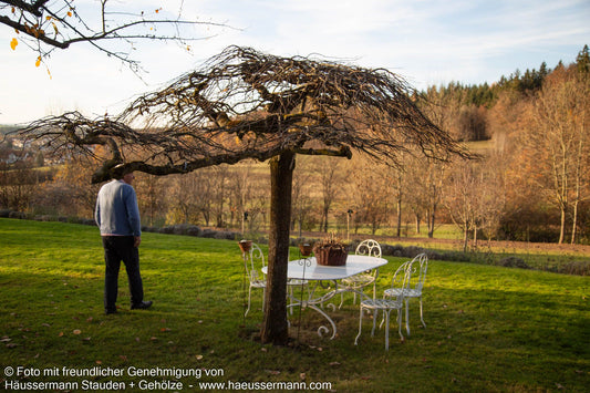 Lauben-Ulme 'Camperdownii' (Ulmus glabra)