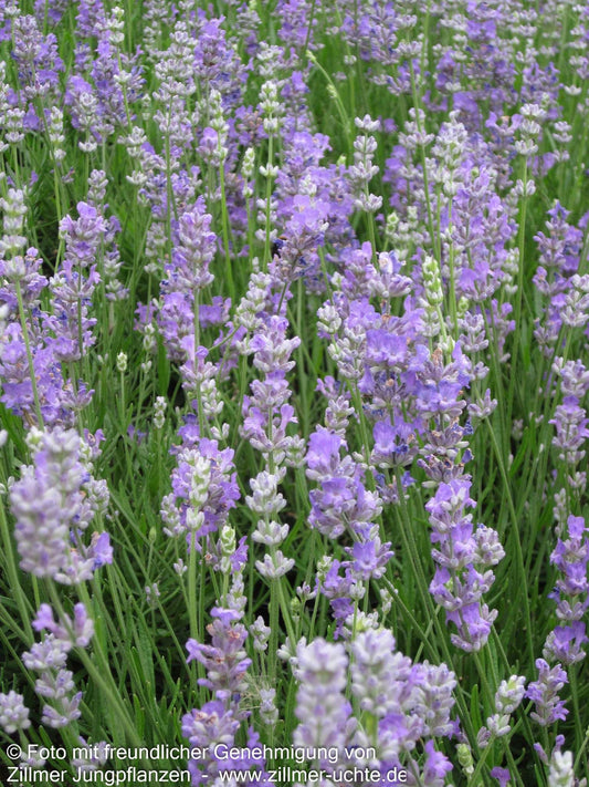 Lavendel 'Blue Cushion' (Lavandula angustifolia)