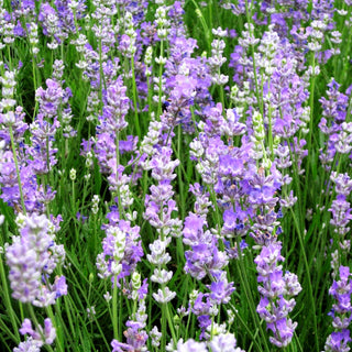 Lavendel 'Blue Cushion' (Lavandula angustifolia)