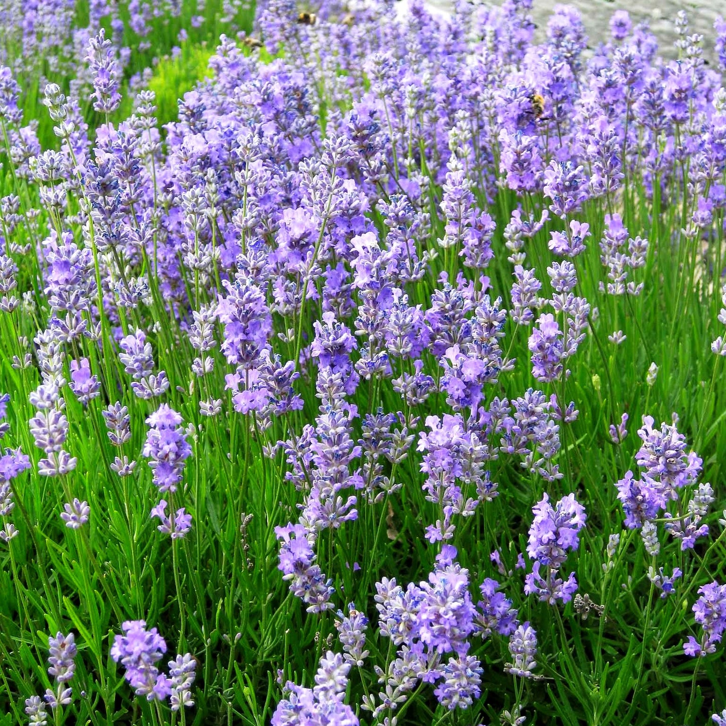 Lavendel 'Blue Cushion' (Lavandula angustifolia)