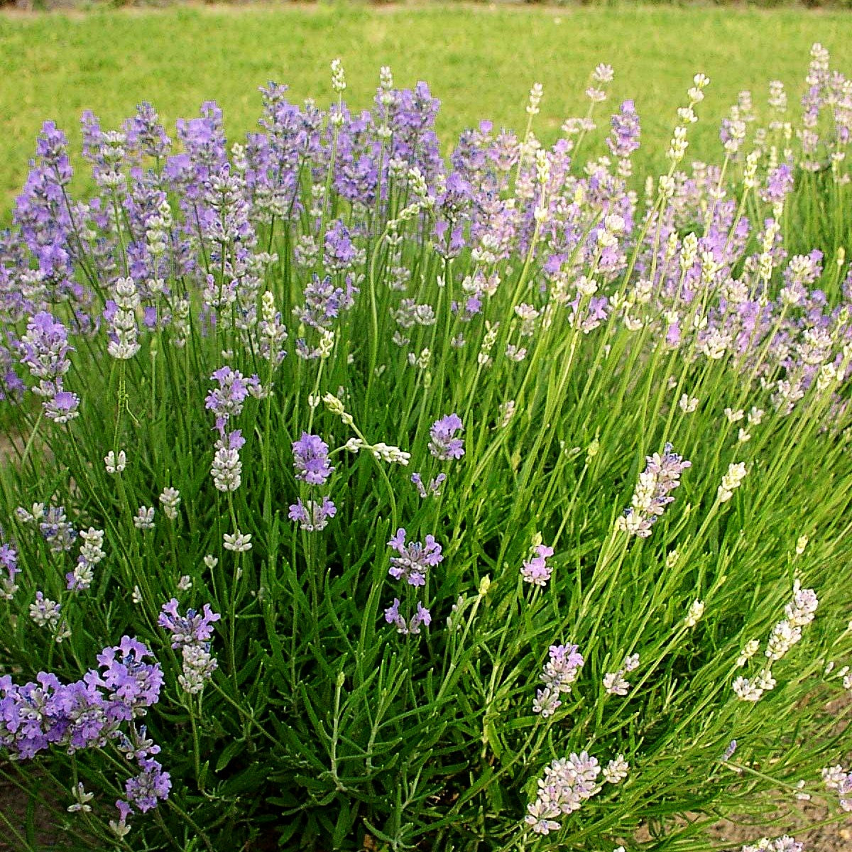 Lavendel 'Blue Cushion' (Lavandula angustifolia)