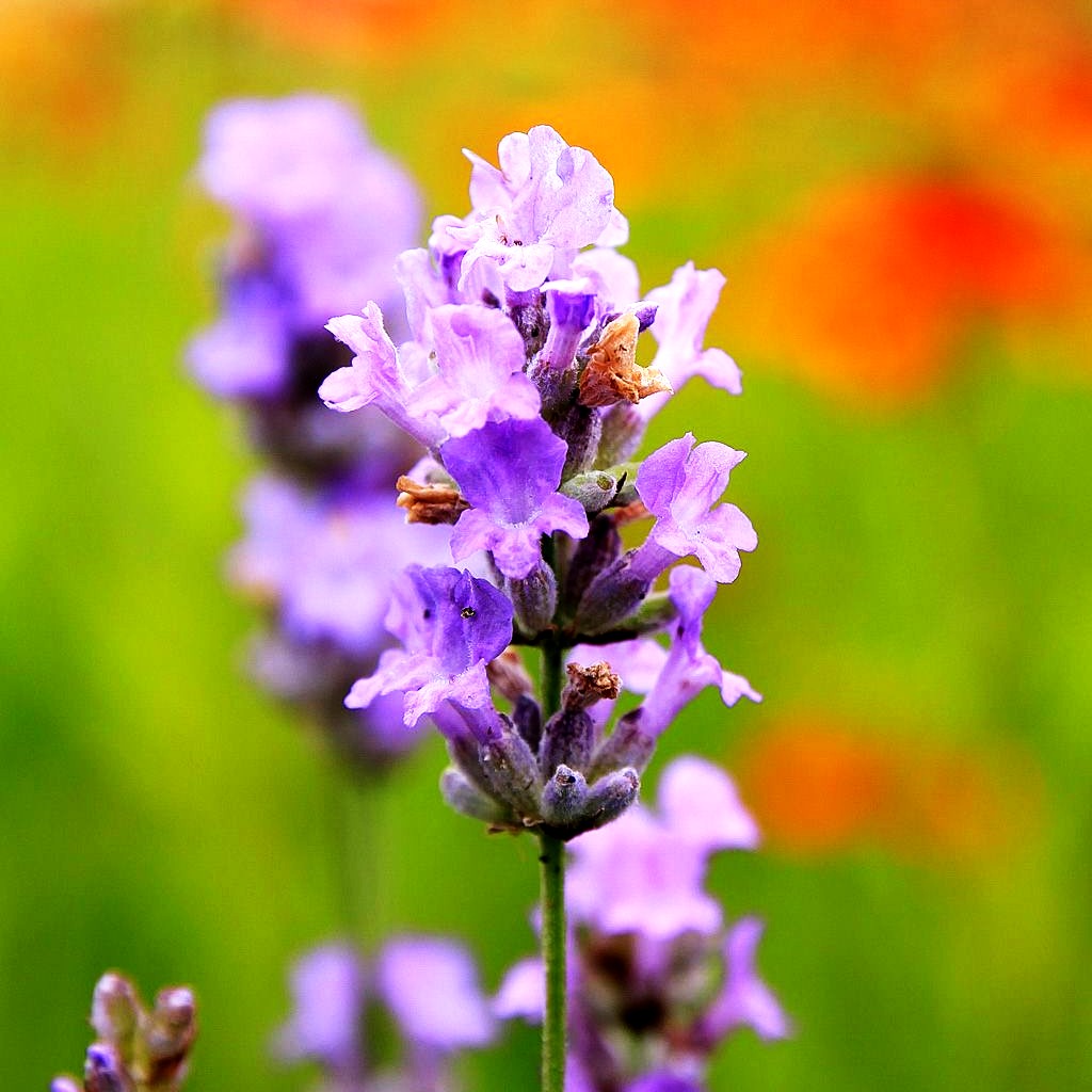 Lavendel 'Blue Cushion' (Lavandula angustifolia)