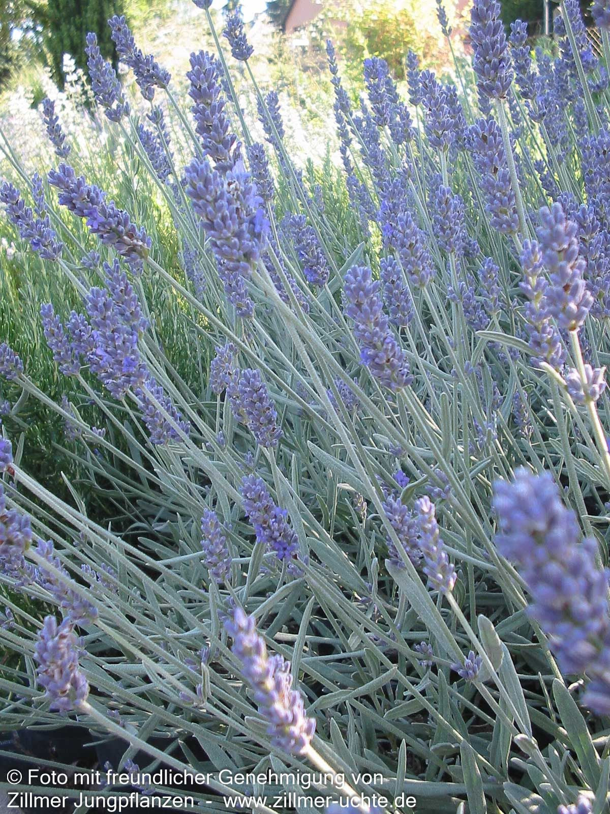 Lavendel 'Richard Gray' (Lavandula x chaytoriae)