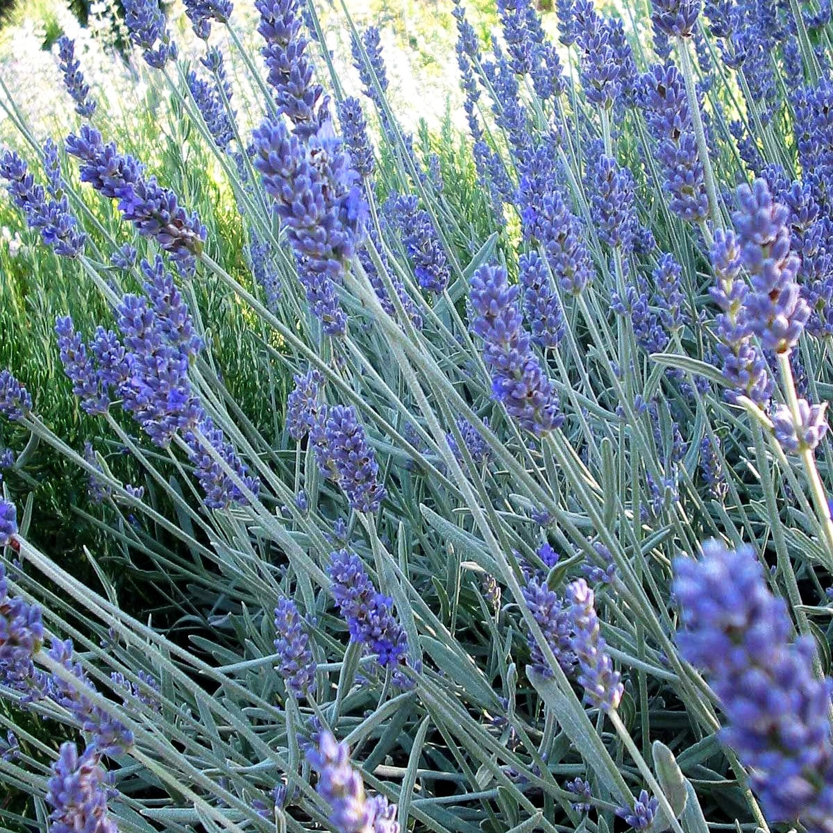 Lavendel 'Richard Gray' (Lavandula x chaytoriae)