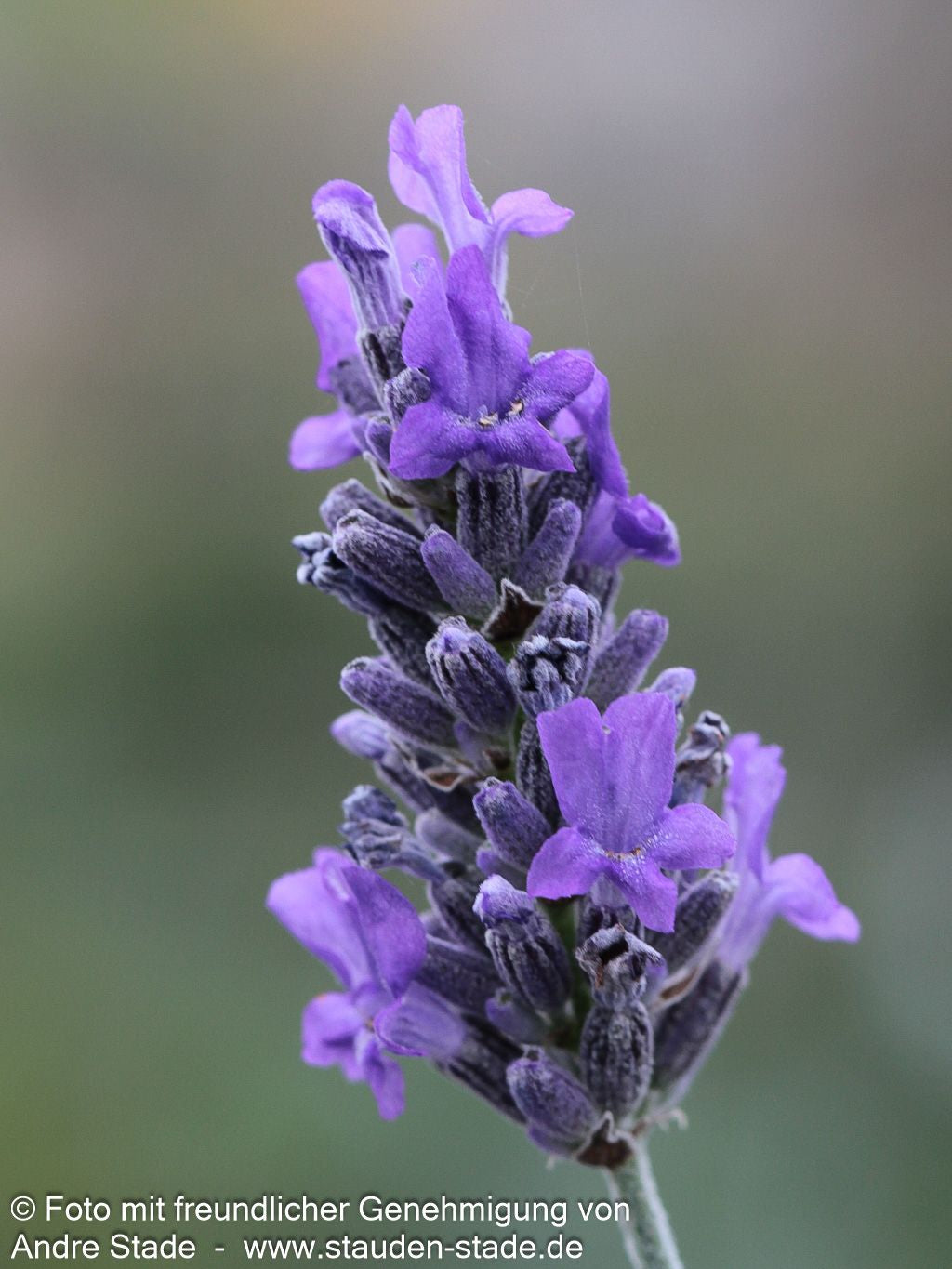 Lavendel 'Richard Gray' (Lavandula x chaytoriae)