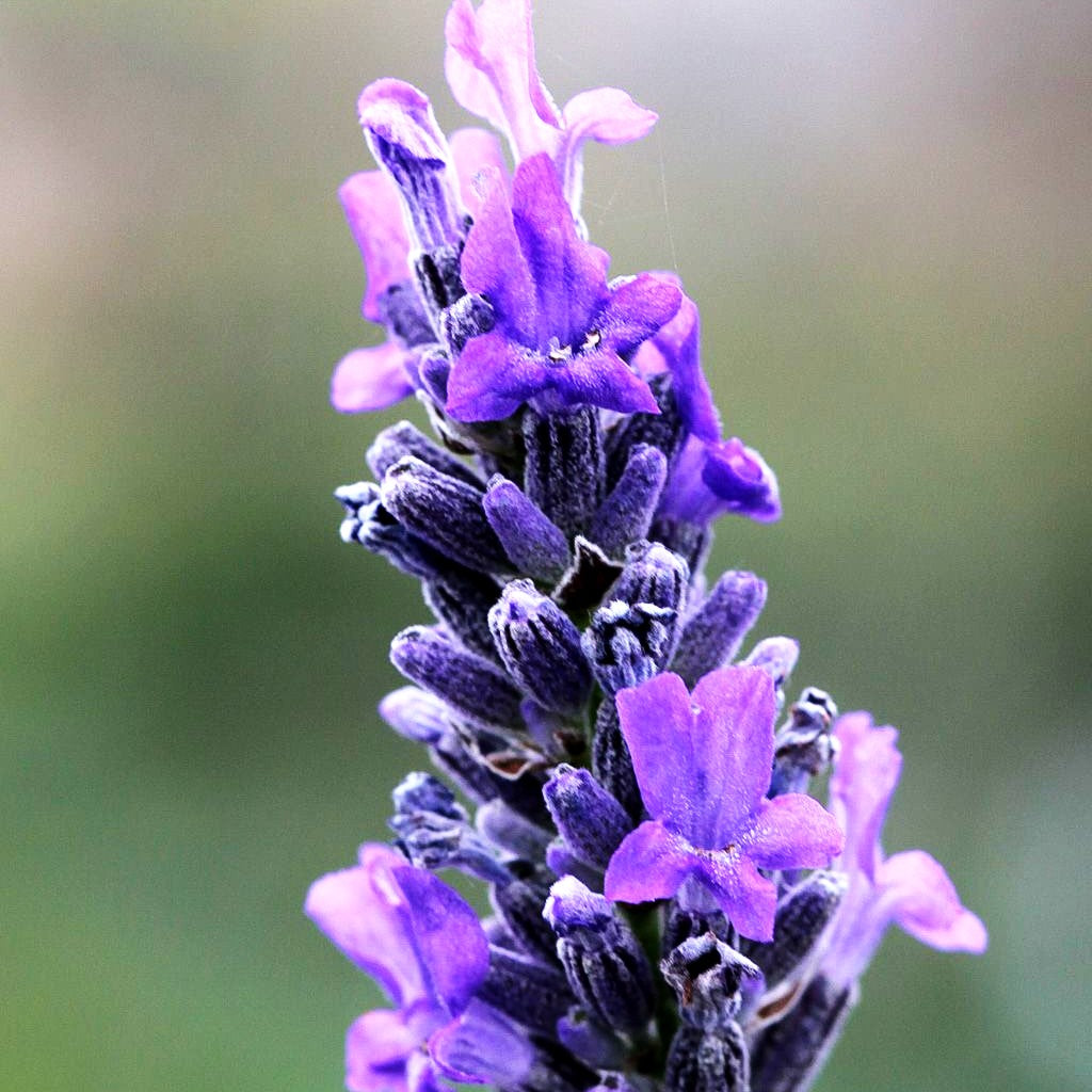 Lavendel 'Richard Gray' (Lavandula x chaytoriae)