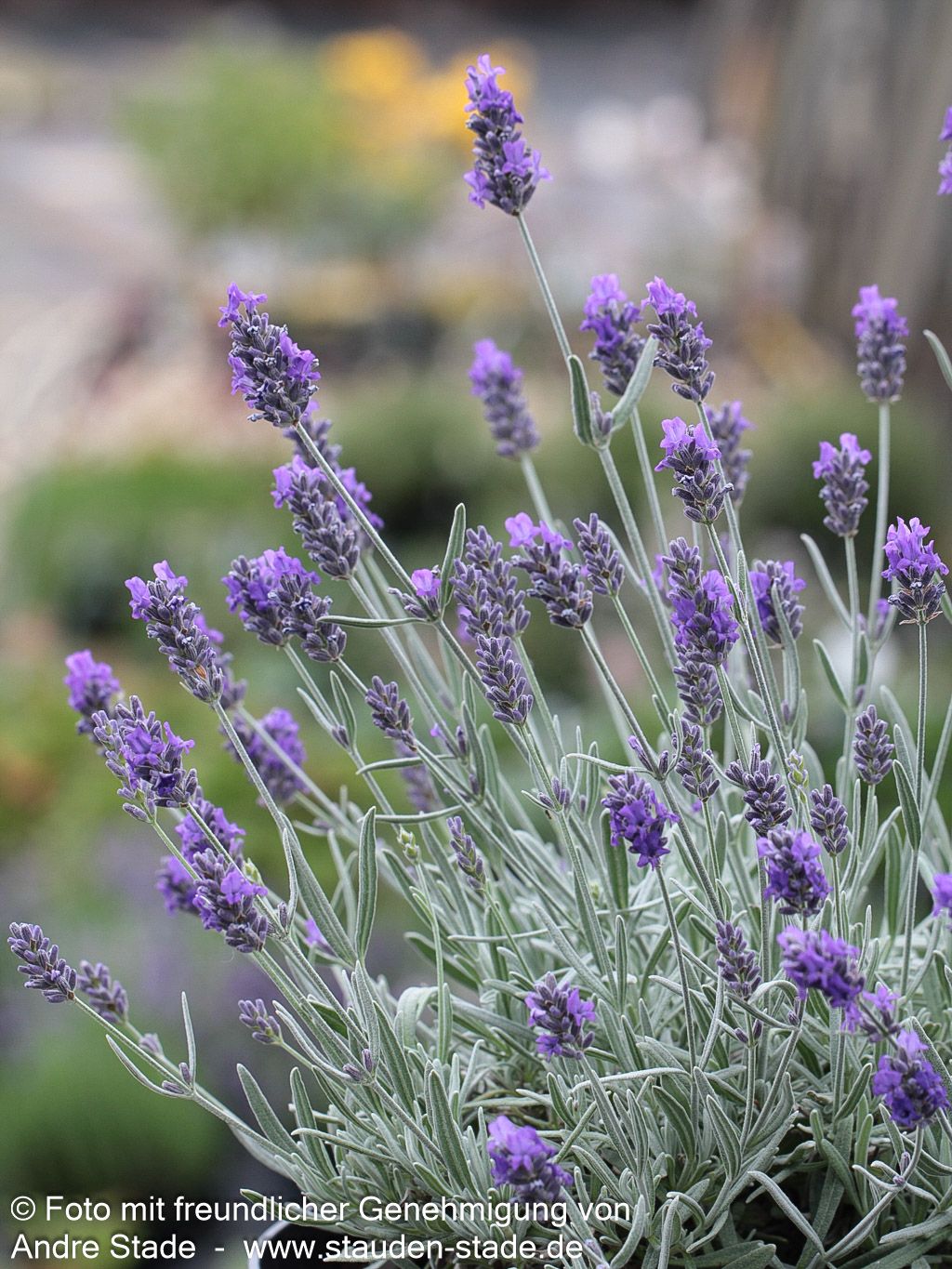 Lavendel 'Richard Gray' (Lavandula x chaytoriae)