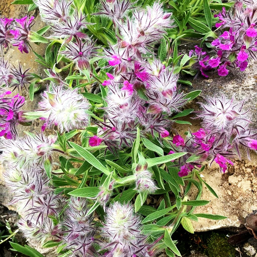 Lavendelblättriger Ziest (Stachys lavandulifolia)