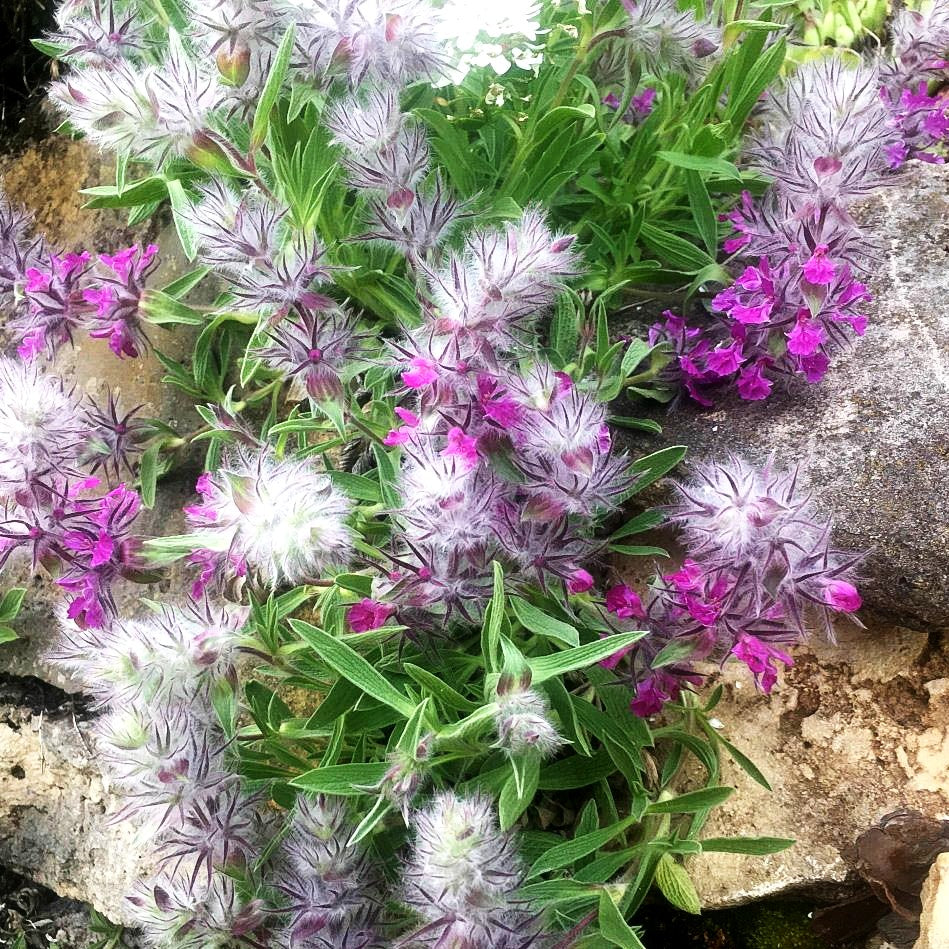 Lavendelblättriger Ziest (Stachys lavandulifolia)