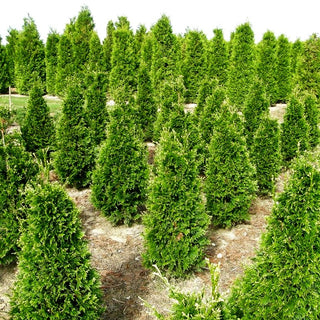 Lebensbaum 'Can-Can' (Thuja plicata)