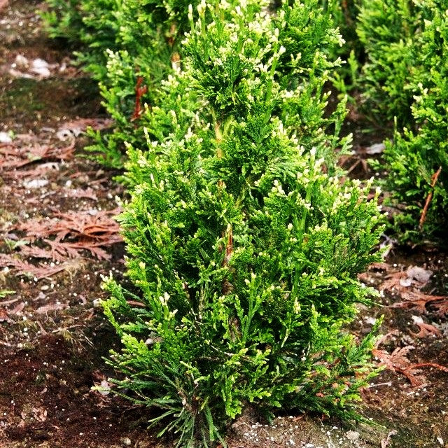 Lebensbaum 'Can-Can' (Thuja plicata)