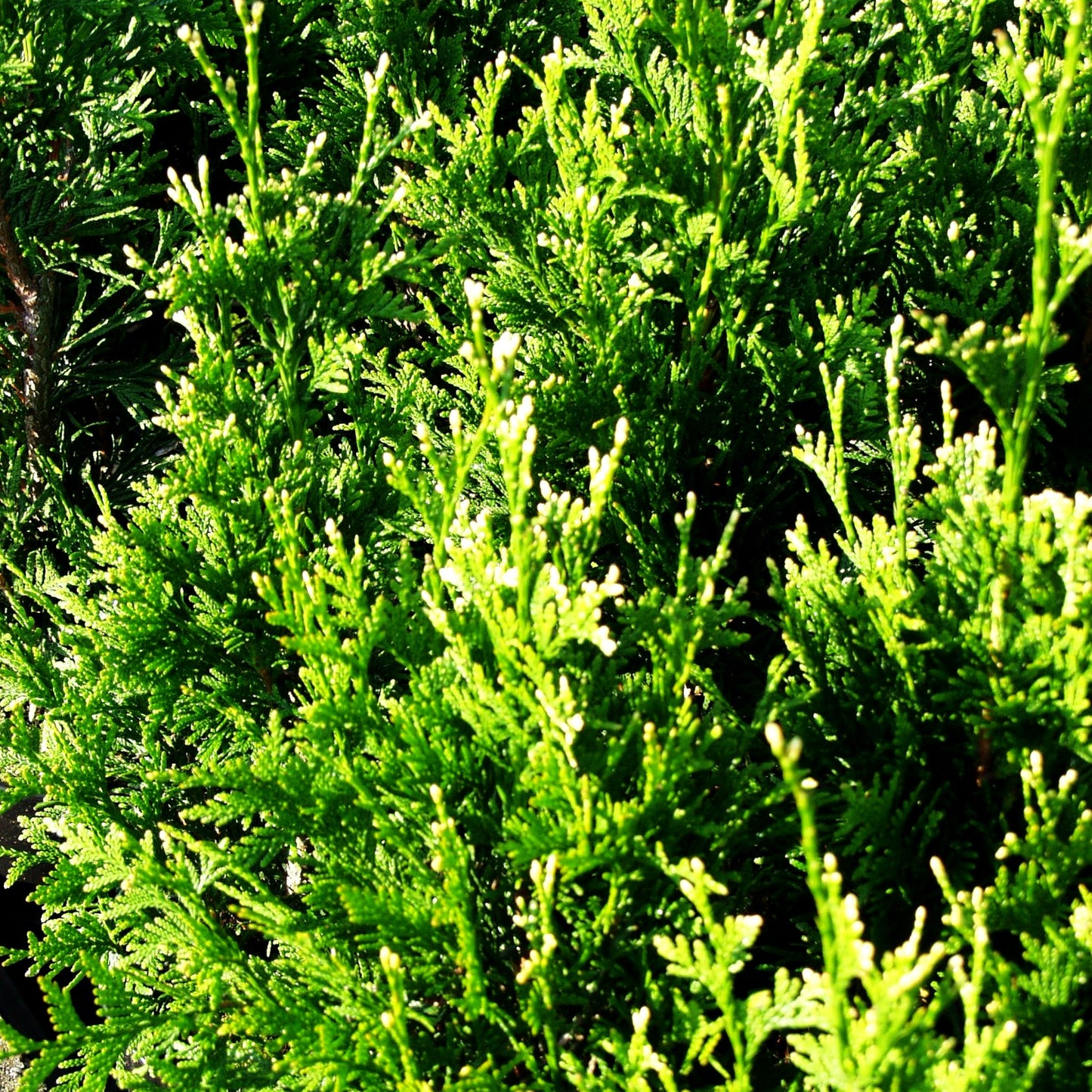 Lebensbaum 'Can-Can' (Thuja plicata)