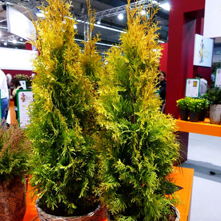 Lebensbaum 'Sunny Smaragd' (Thuja occidentalis)