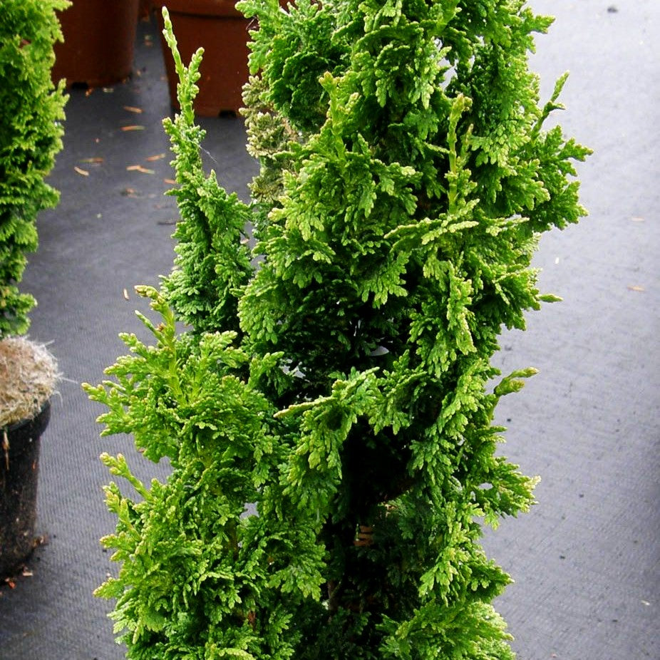 Lebensbaum 'Zmatlik' (Thuja occidentalis)