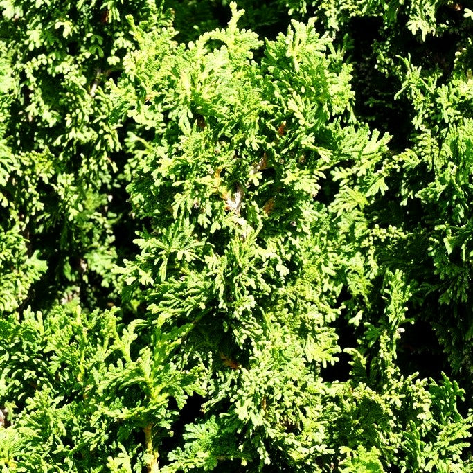 Lebensbaum 'Zmatlik' (Thuja occidentalis)