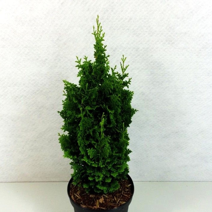 Lebensbaum 'Zmatlik' (Thuja occidentalis)