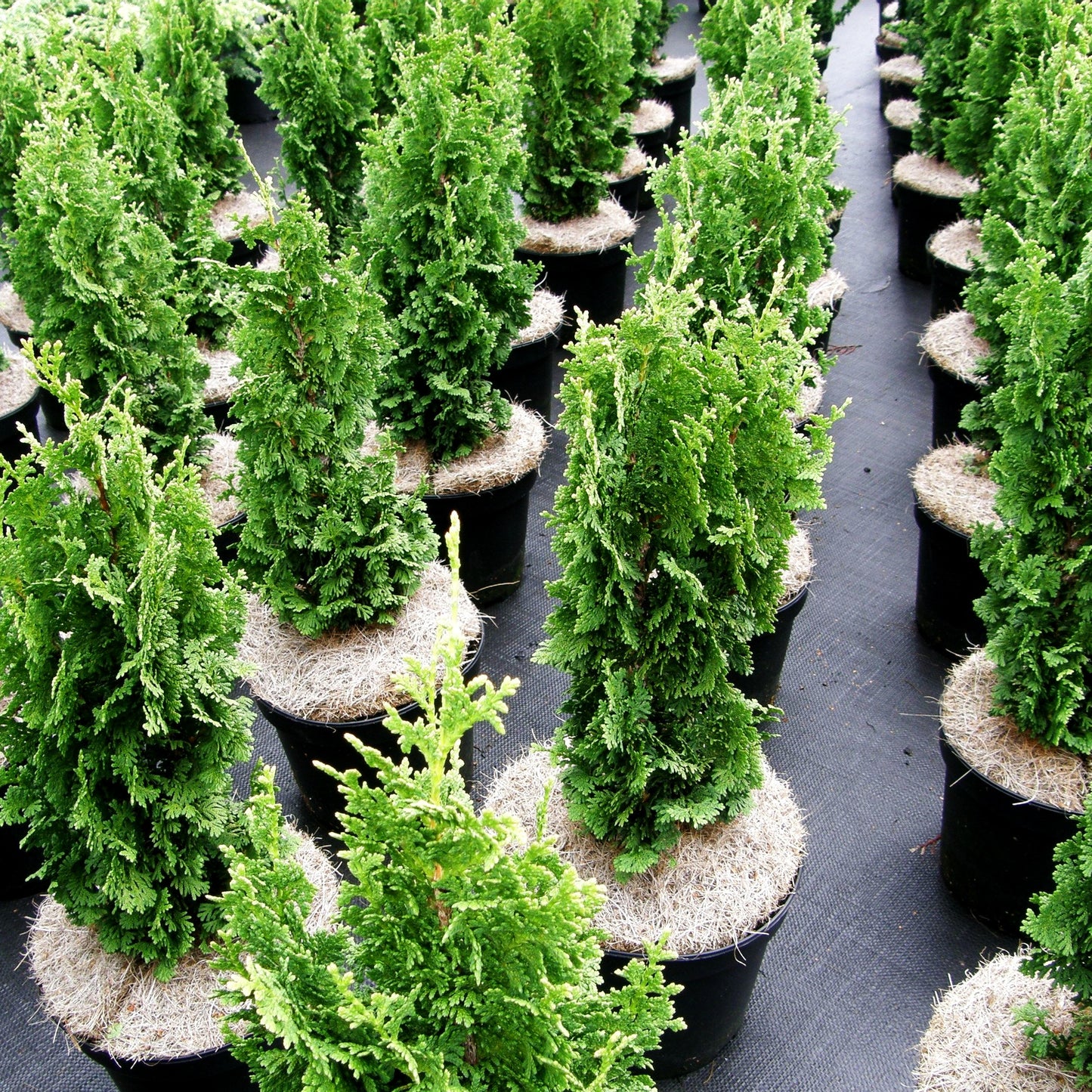 Lebensbaum 'Zmatlik' (Thuja occidentalis)