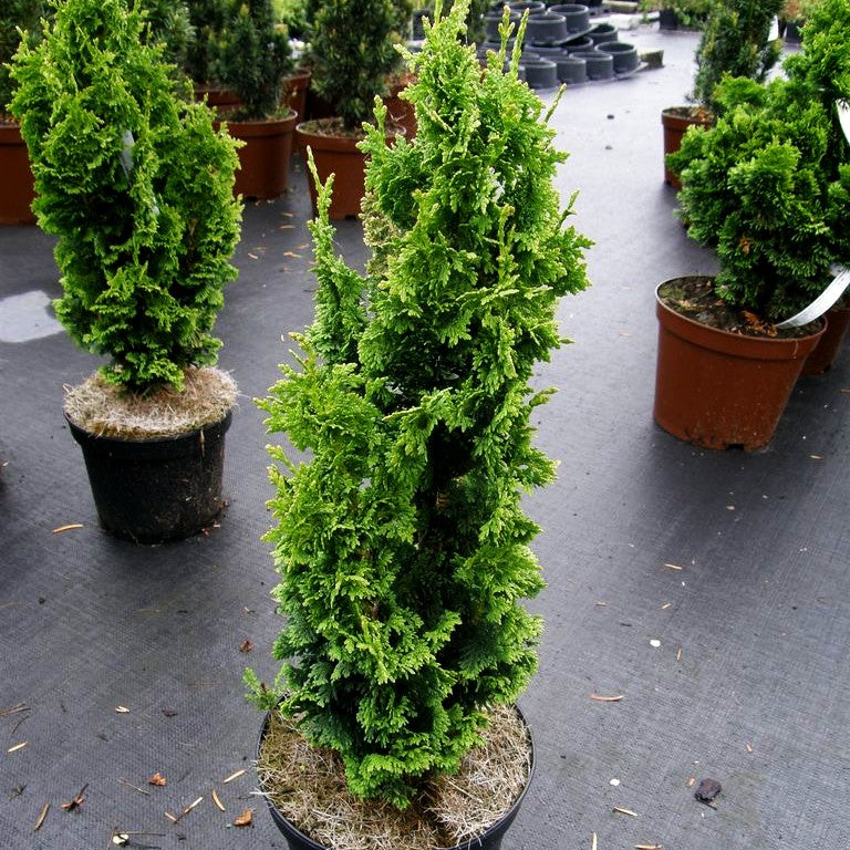 Lebensbaum 'Zmatlik' (Thuja occidentalis)