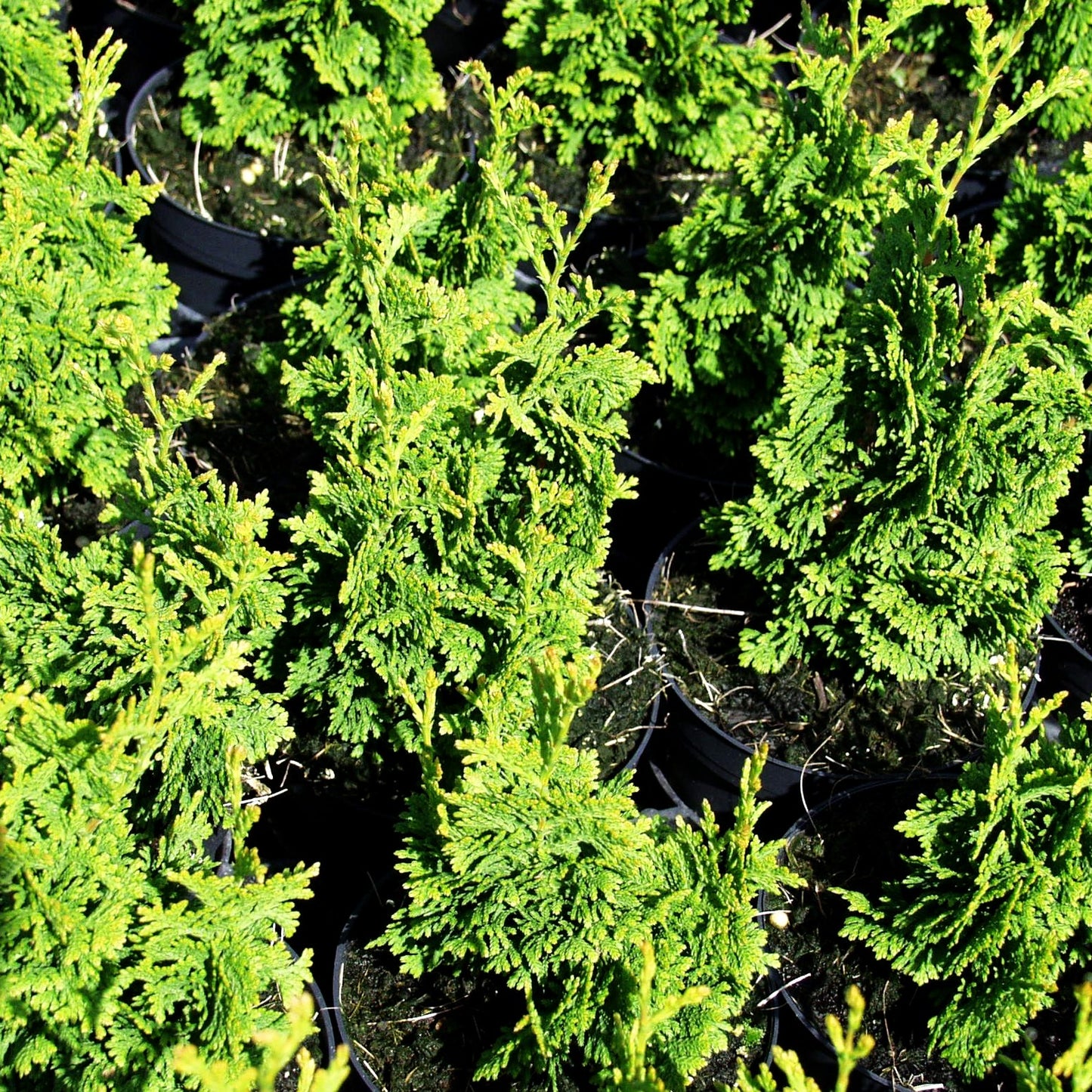 Lebensbaum 'Zmatlik' (Thuja occidentalis)