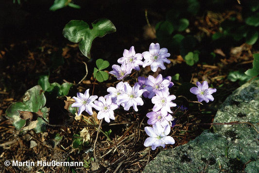 Leberblümchen (Hepatica nobilis)