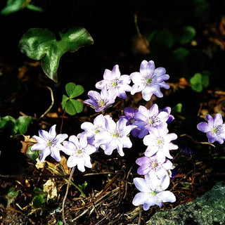 Leberblümchen (Hepatica nobilis)