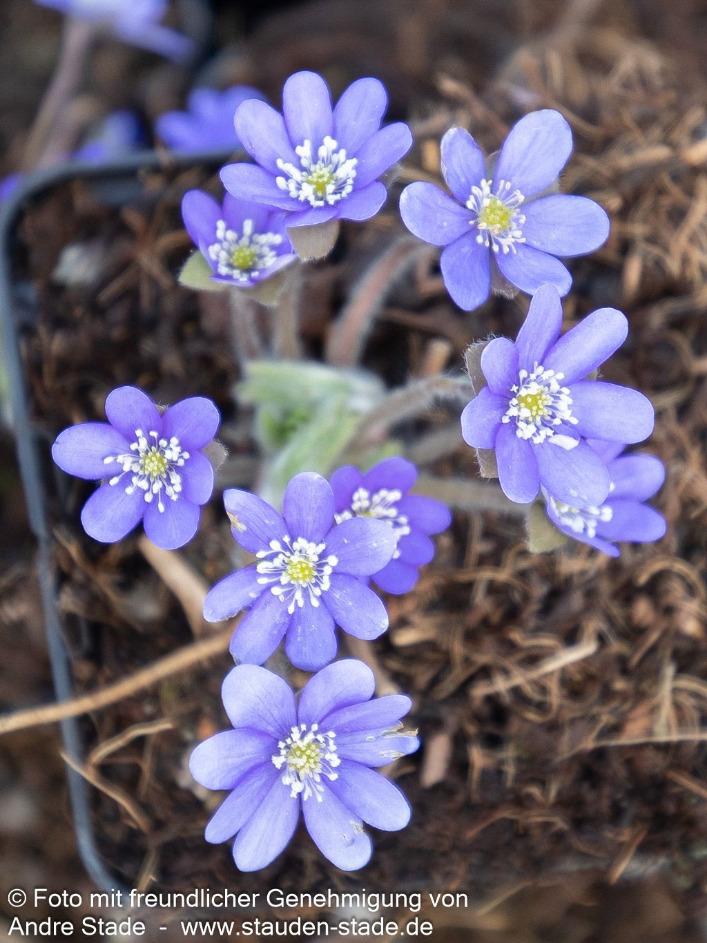 Leberblümchen (Hepatica nobilis)