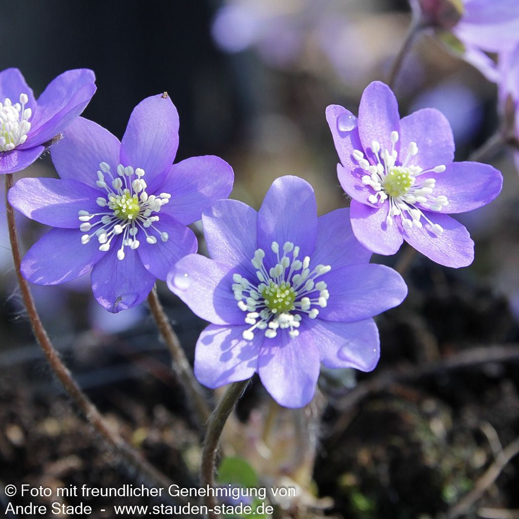 Leberblümchen (Hepatica nobilis)