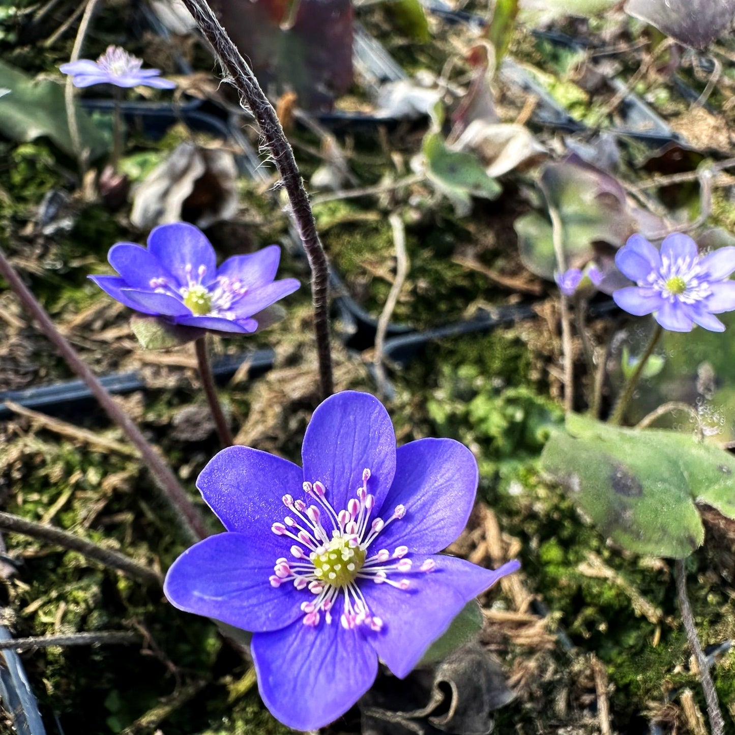 Leberblümchen (Hepatica nobilis)