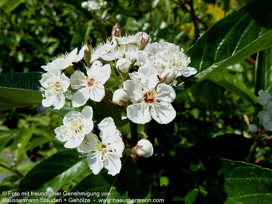 Lederblättriger Weißdorn 'Carrierei' (Crataegus x lavallei)