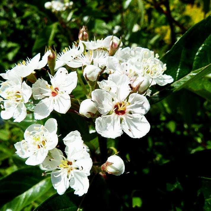 Lederblättriger Weißdorn 'Carrierei' (Crataegus x lavallei)