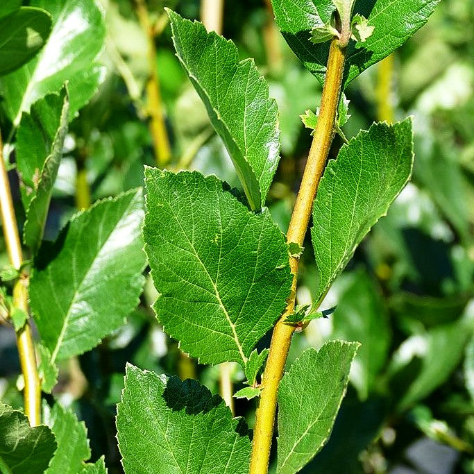 Lederblättriger Weißdorn 'Carrierei' (Crataegus x lavallei)