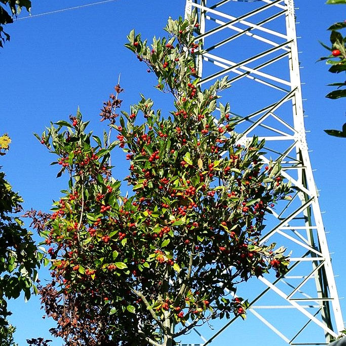 Lederblättriger Weißdorn 'Carrierei' (Crataegus x lavallei)