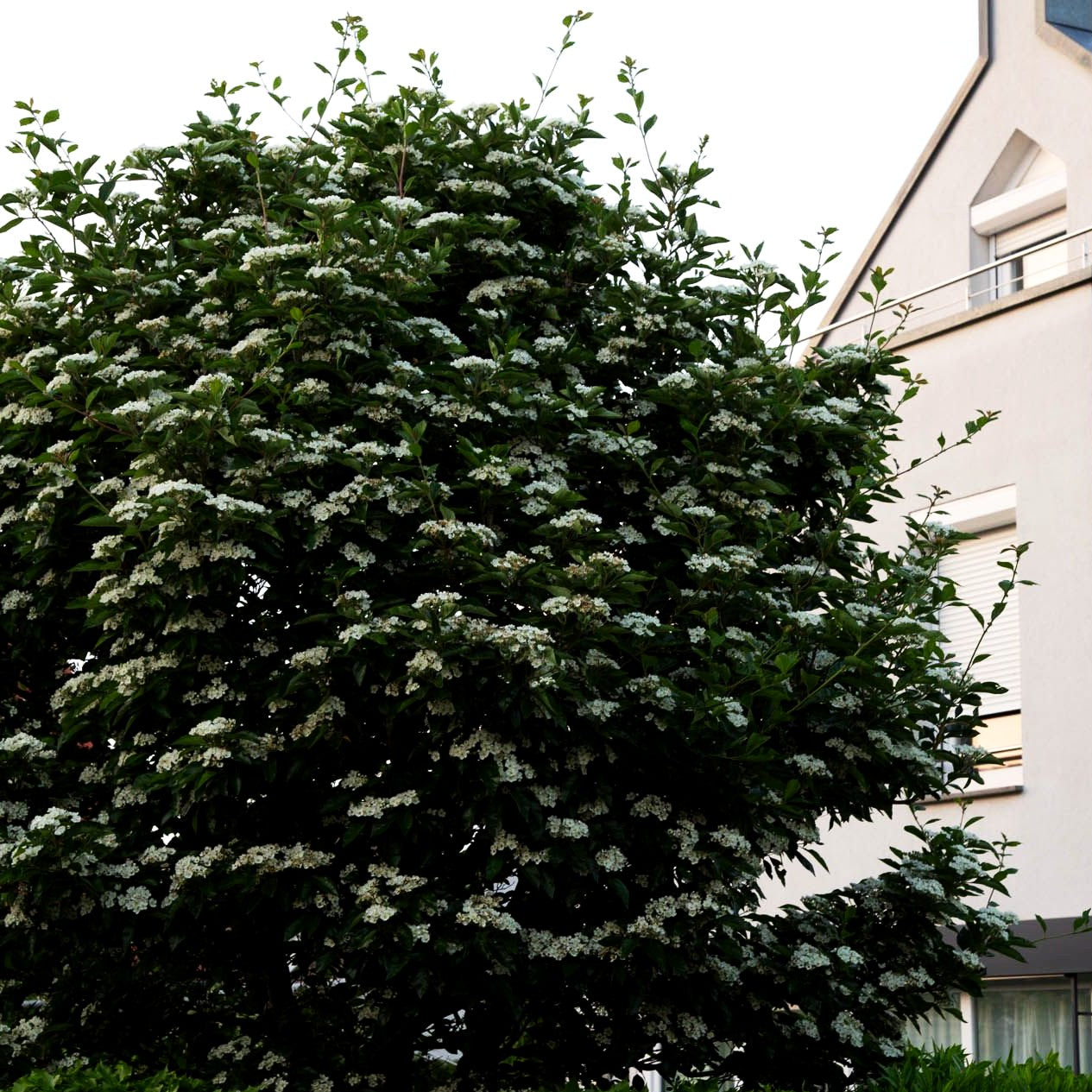 Lederblättriger Weißdorn 'Carrierei' (Crataegus x lavallei)