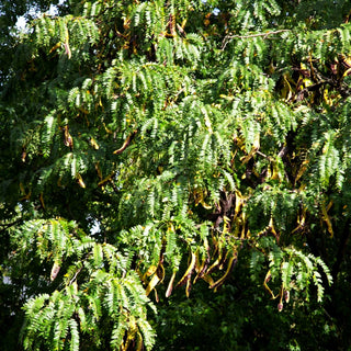 Lederhülsenbaum (Gleditsia triacanthos)